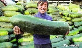 北京朝阳吃瓜群众网 热心的朝阳群众吃瓜51 朝阳吃瓜群众最新网站